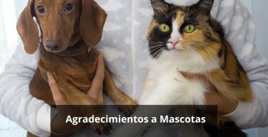 Agradecimientos a Mascotas